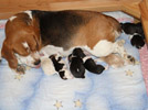 Beagle mit Welpen in der Wurfkiste